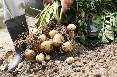 Pentland Javelin Potatoes, digging from the allotment